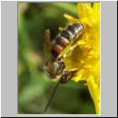 Lasioglossum cf calceatum - Furchenbiene m06.jpg